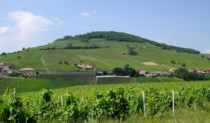 Image Le Tour du Beaujolais viticole