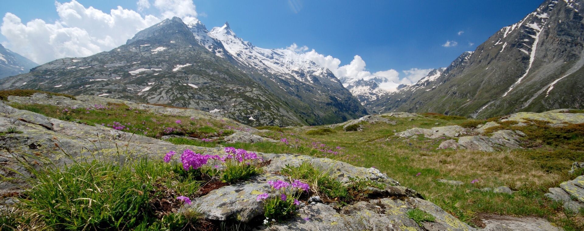 Fleurs alpines et sommets enneigés - Savoie - France