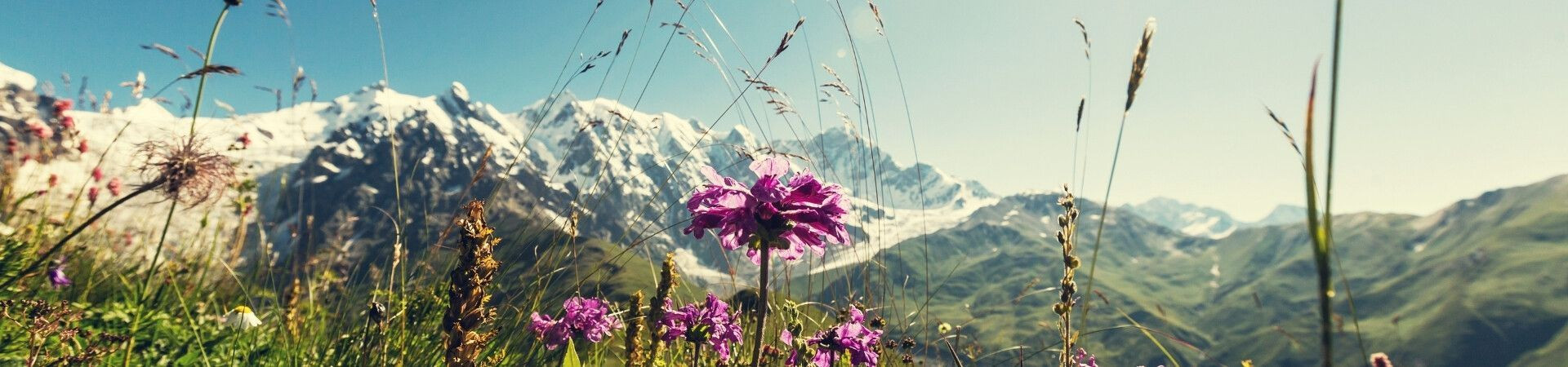 Fleurs alpines et sommets enneigés - Tour du Mont-Blanc - Alpes