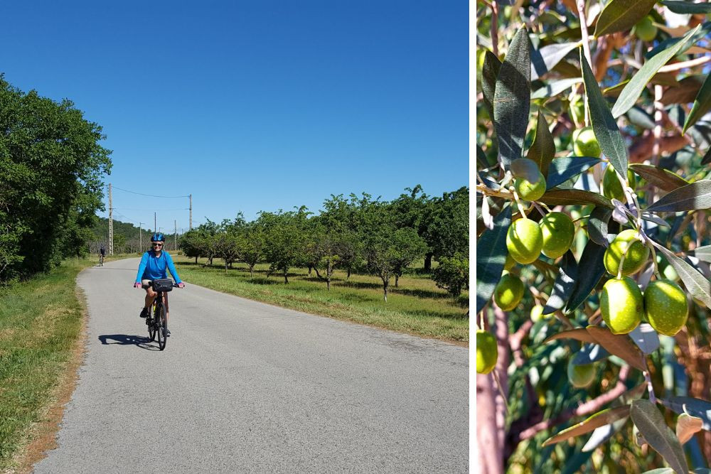 Arbres fruitiers le long de la route du Ventoux © Charlotte Laventureux