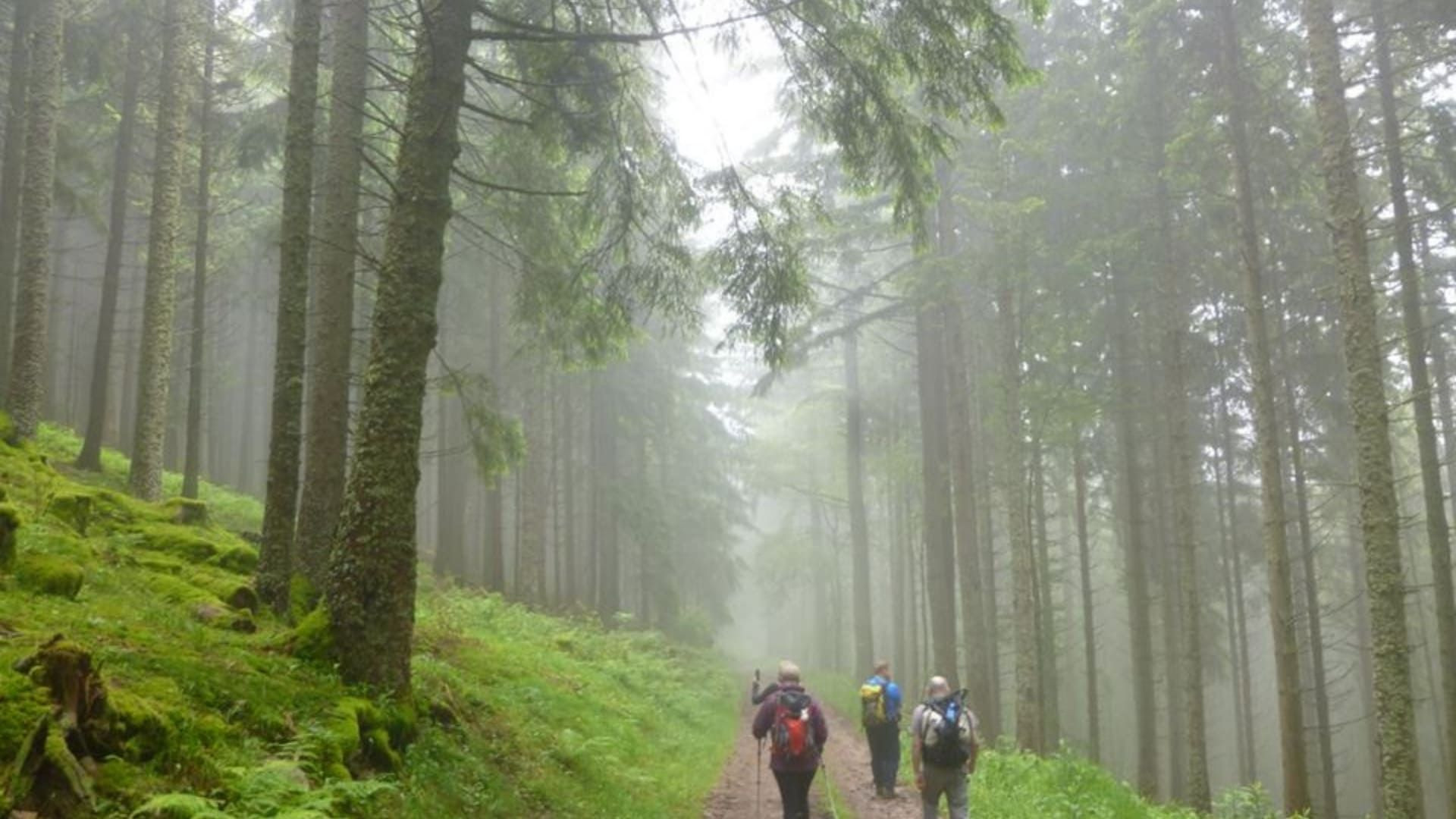 © Claire Durot Randonneurs dans une forêt brumeuse de sapins - Gorges du Tarn - France