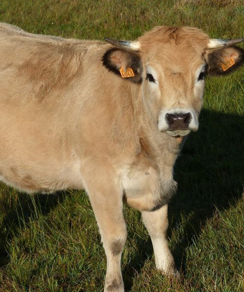 Jeune vache Aubrac au pâturage - plateau de l'Aubrac - France