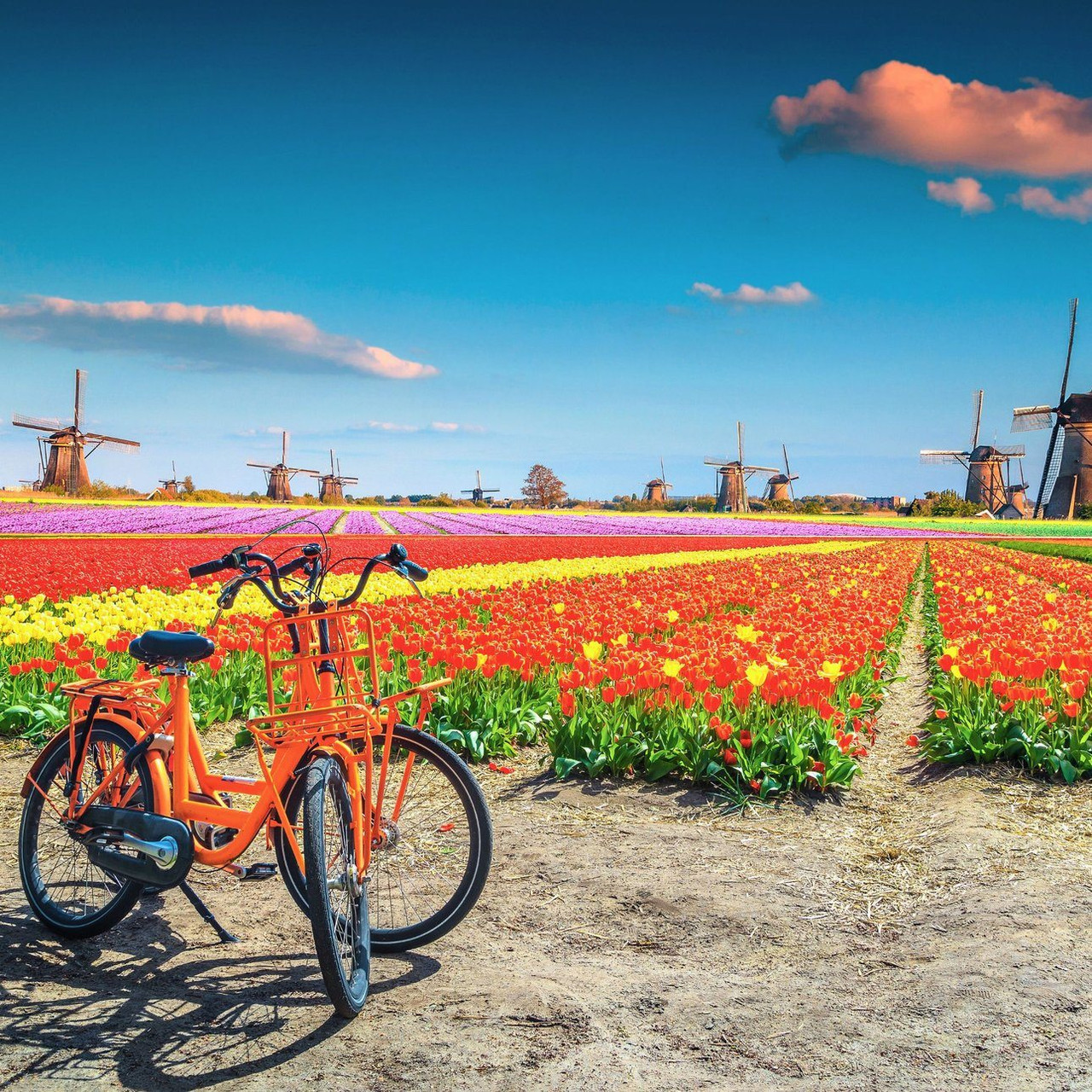 Vélos devant champs de tulipes et moulins - Pays-Bas