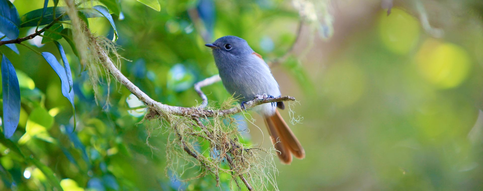 Oiseau Vierge Ile Reunion - Île de la Réunion
