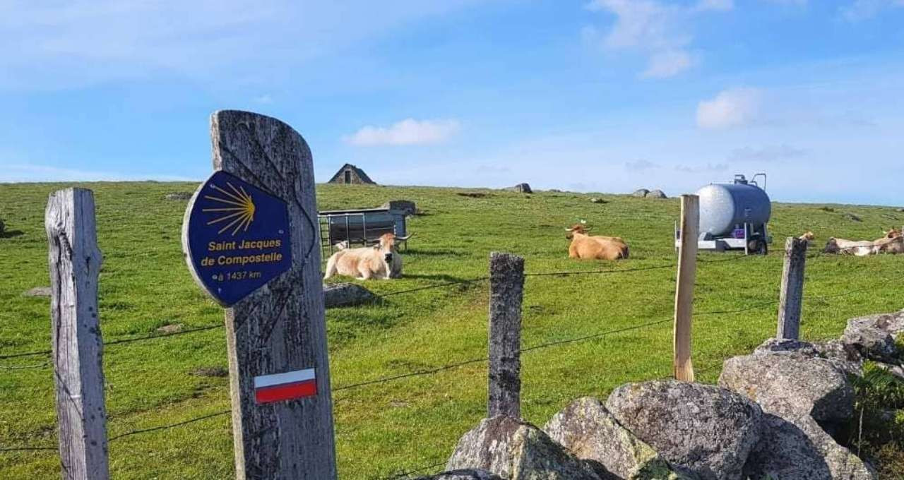 Borne du chemin de Saint-Jacques-de-Compostelle et vaches - Aubrac - France