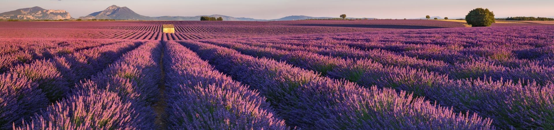 Champs de lavande en fleurs au coucher du soleil - Plateau de Valensole - Provence - France