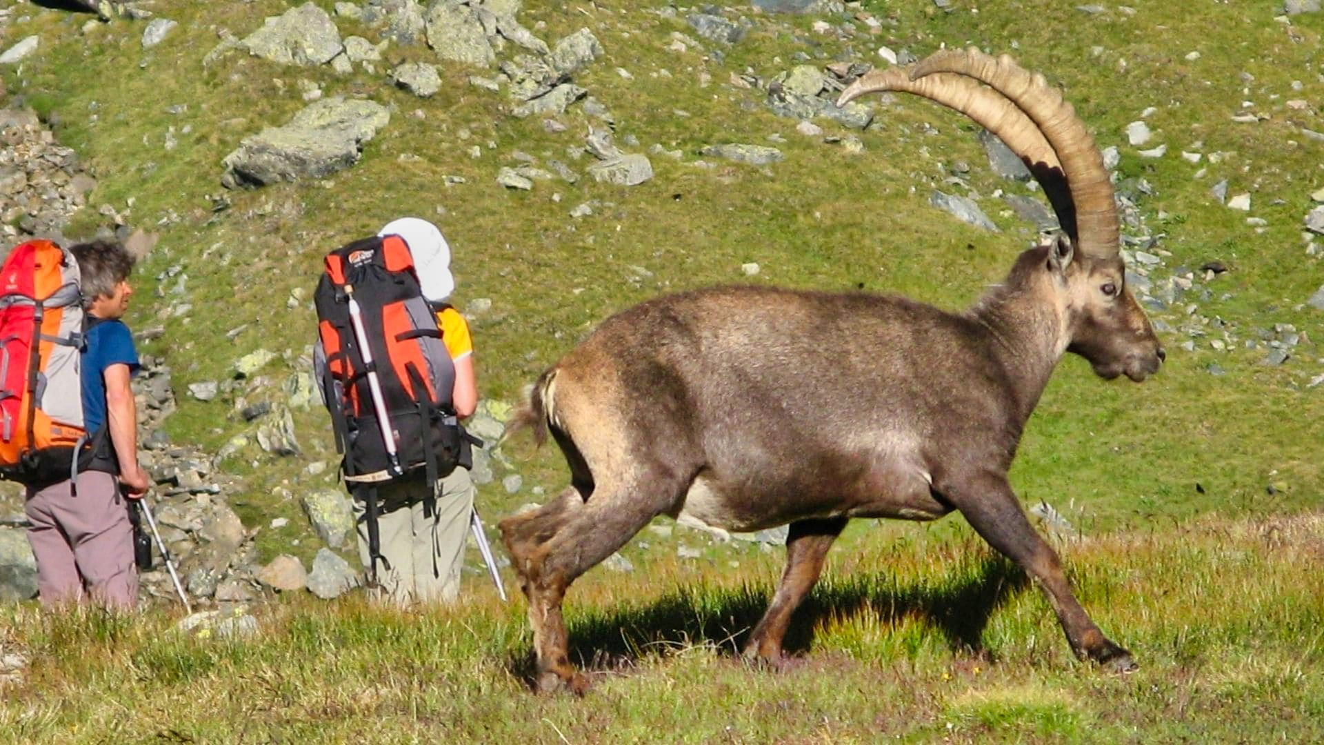 © Allibert Trekking Bouquetin des Alpes et randonneurs - Parc national du Grand Paradis - Alpes, Italie