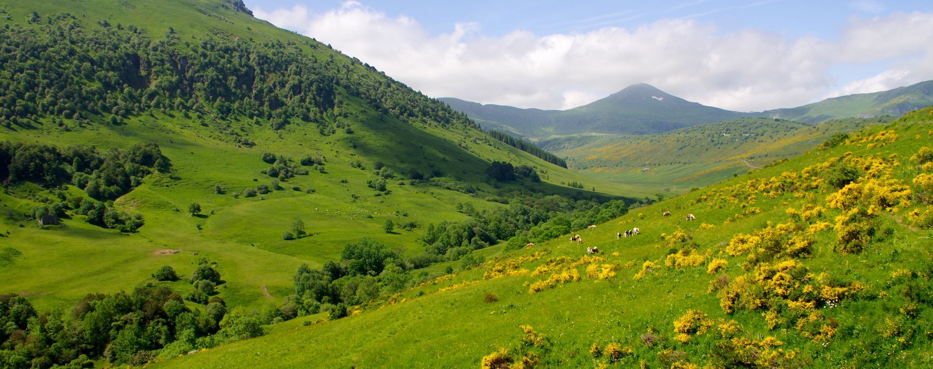 Paysage du Cantal et genêts en fleurs - Massif central - France