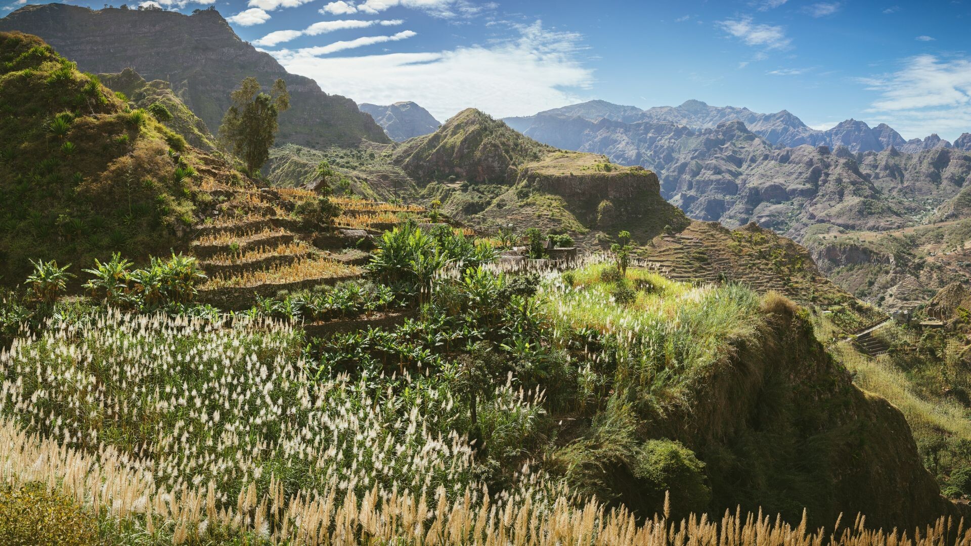 © Adobe Stock Vallée en terrasses cultivées - Santo Antão - Cap-Vert
