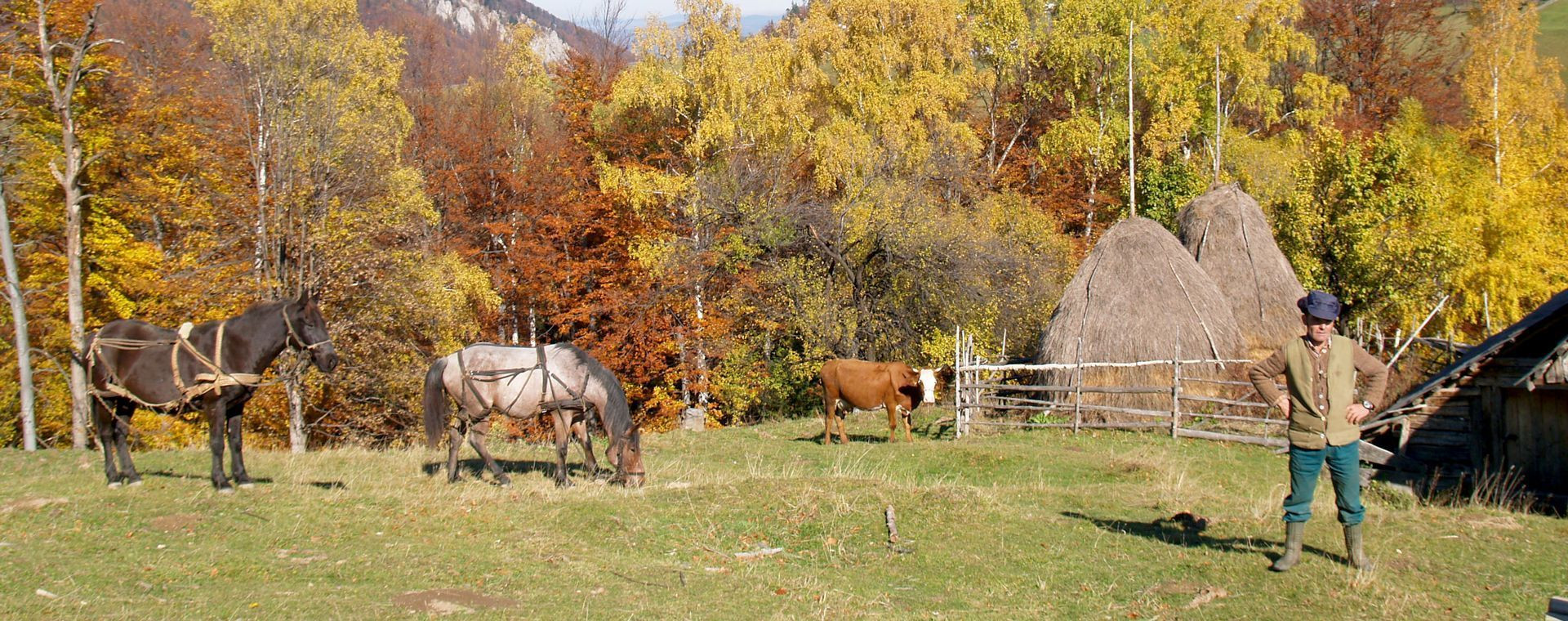 Berger et chevaux devant la forêt d'automne des Carpates - Transylvanie - Roumanie