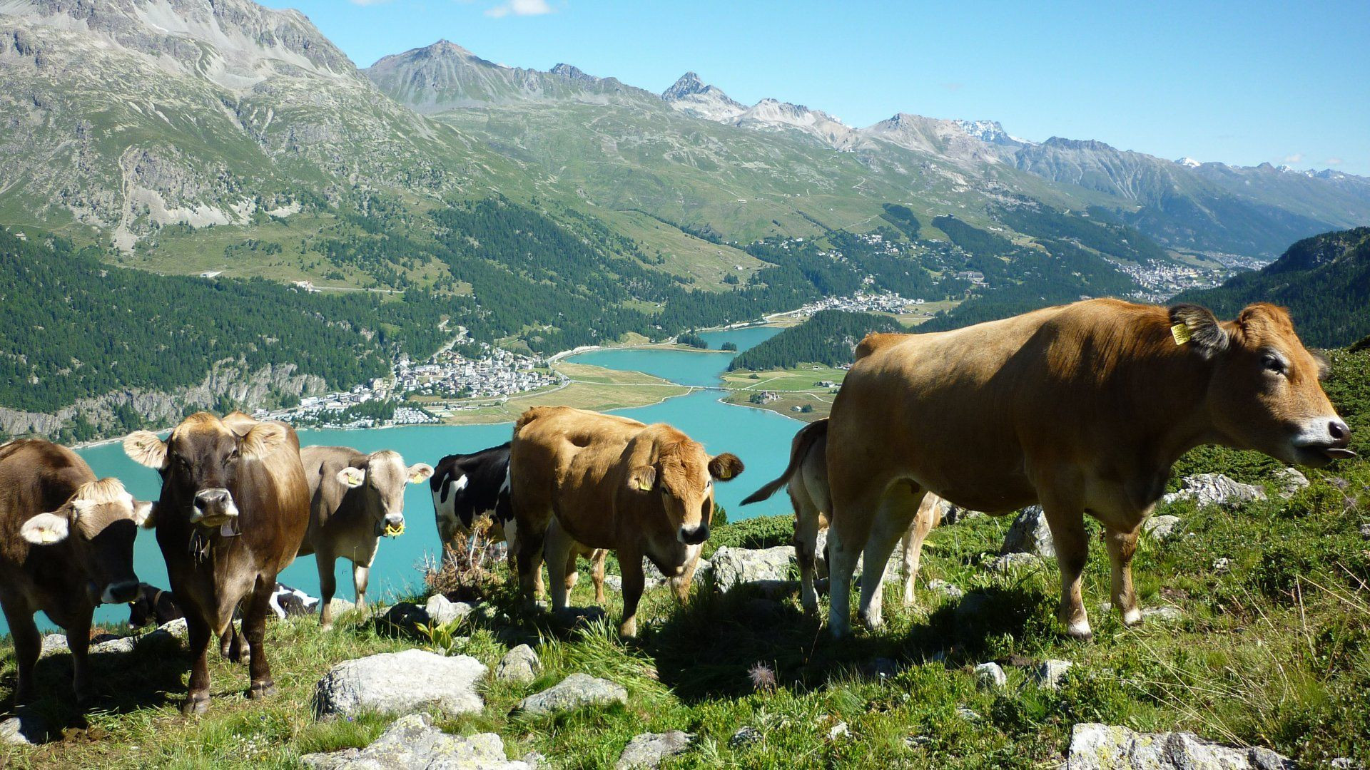 Vaches au pâturage au-dessus des lacs de Haute-Engadine - Grisons - Suisse