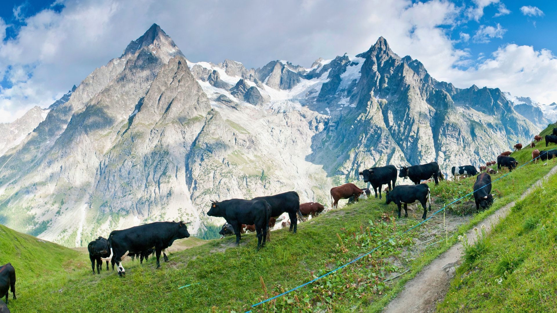 Troupeau dans l'alpage face aux sommets enneigés - Val Ferret - Tour du Mont-Blanc