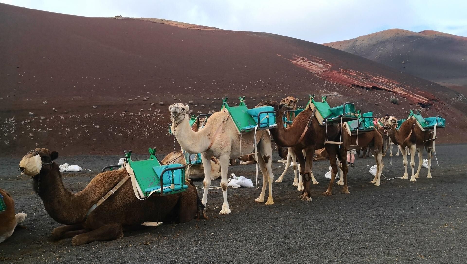 © David Praire Caravane de dromadaires sur sol volcanique - Lanzarote - Canaries