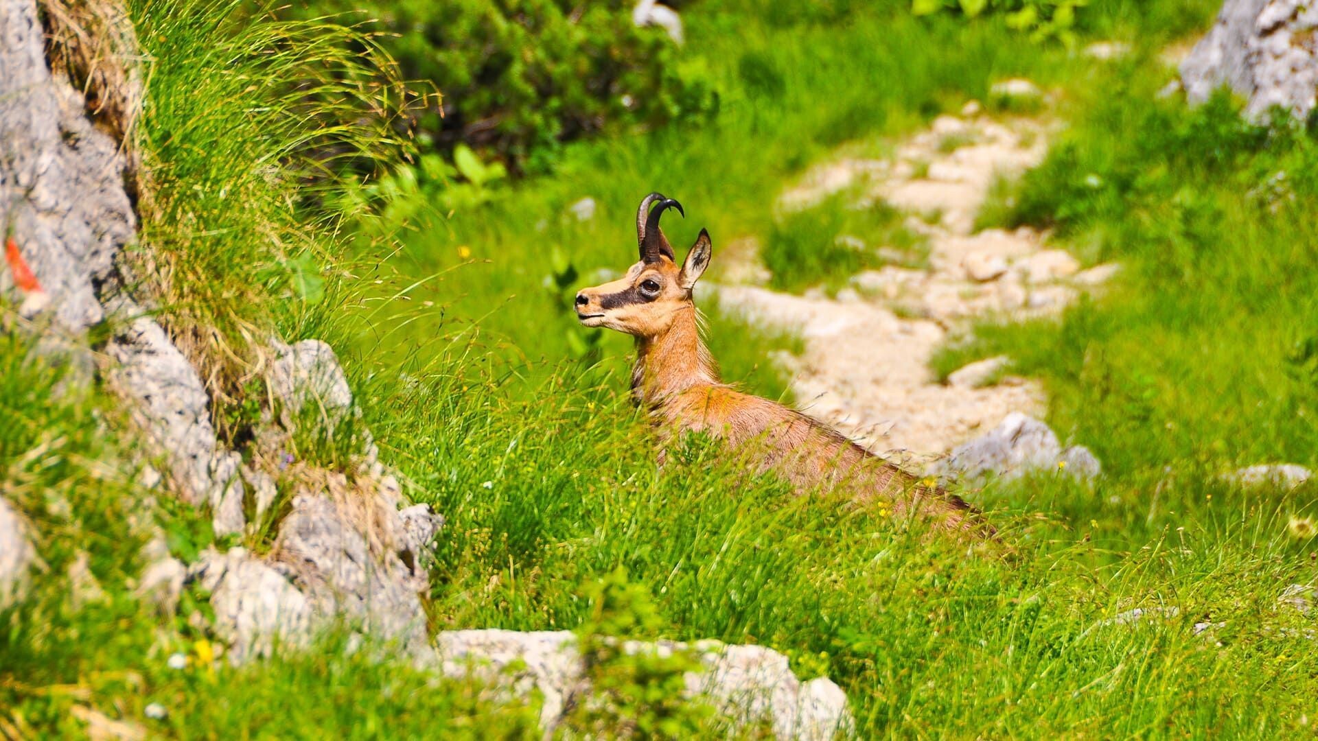 © Johannes Braun Chamois dans l'herbe au bord d'un sentier - Alpes bavaroises - Allemagne