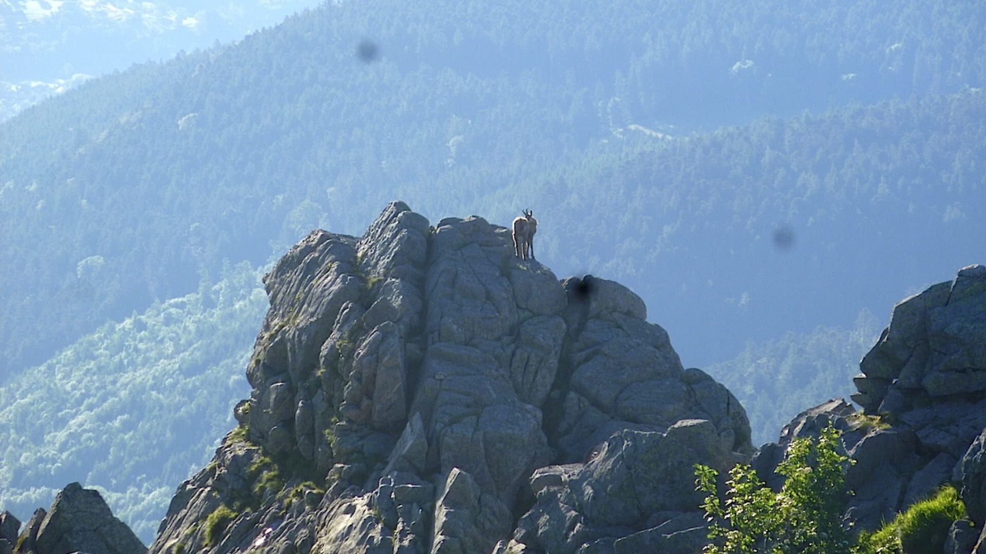 © P. Poulet Chamois sur un rocher dans les Hautes-Vosges - Vosges - France