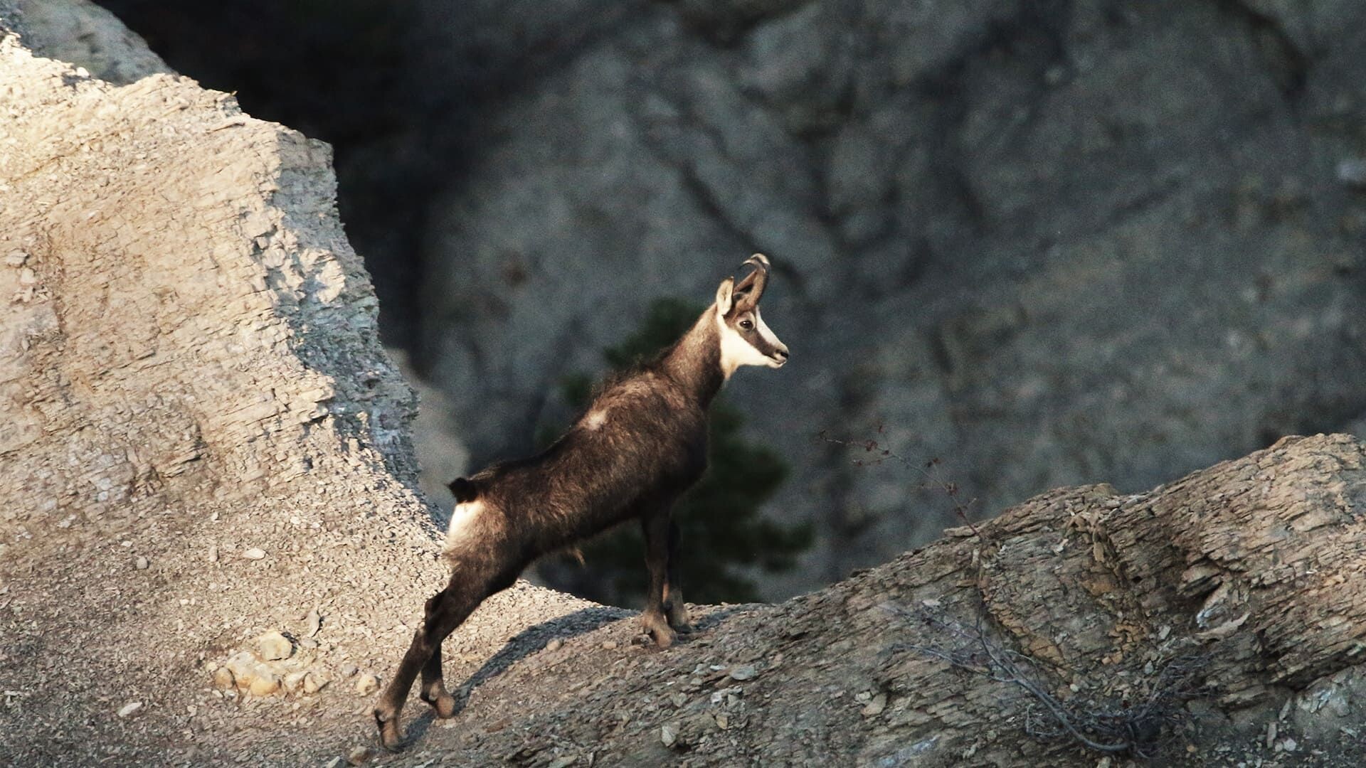 © Damien Desbenoit Chamois sur un éperon rocheux - Dévoluy - Alpes - France
