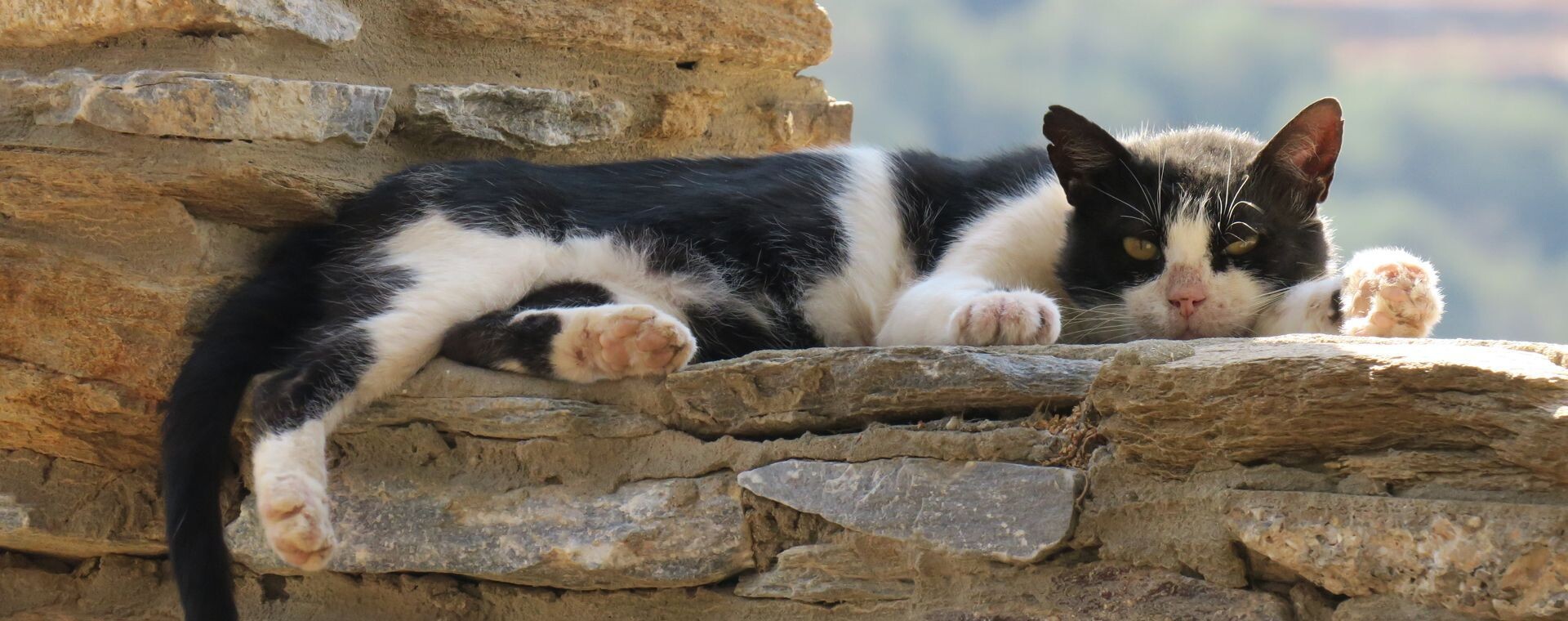Chat Pres Ormos Korthiou Ile Andros - Grèce