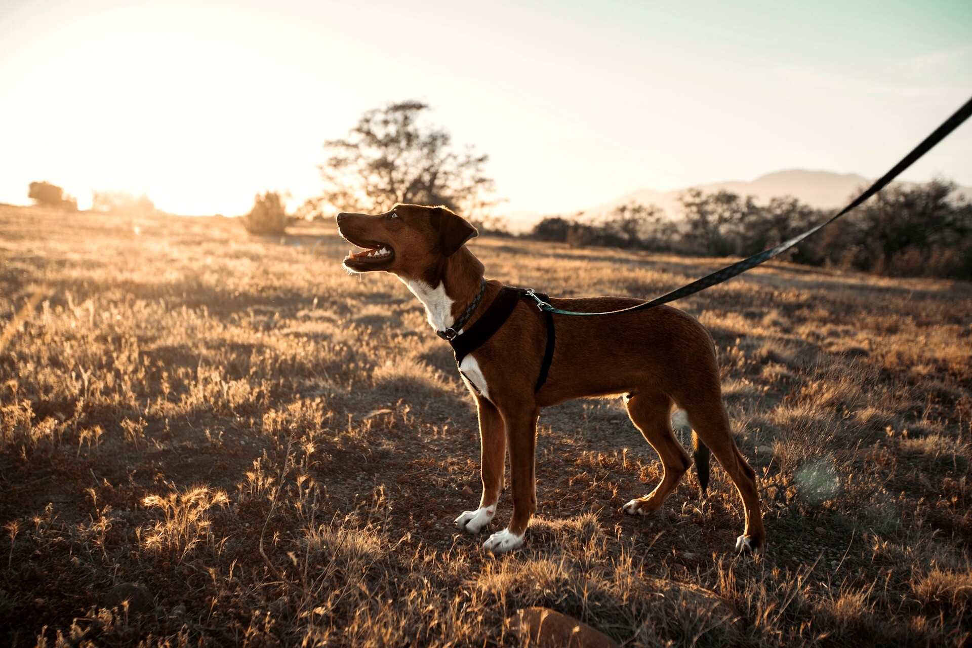 Chien en harnais et en laisse dans une prairie