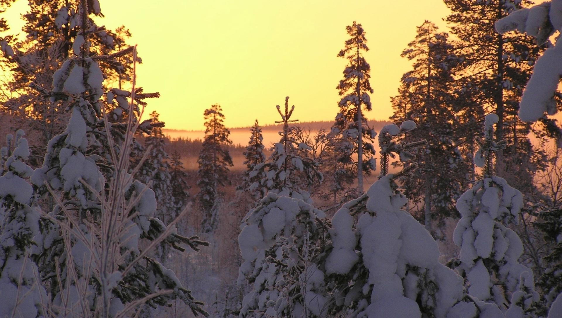 Coucher de soleil doré sur la taïga enneigée - Laponie - Finlande