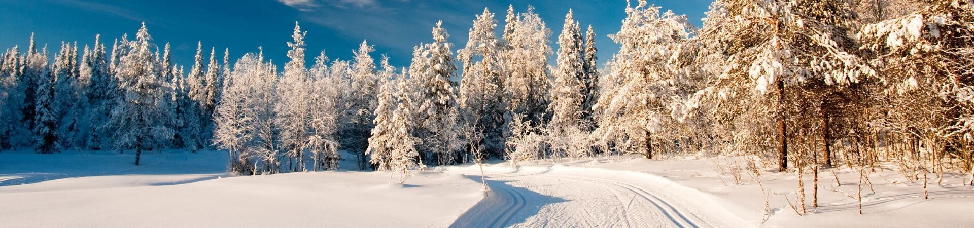 Piste de ski de fond à travers une forêt enneigée - Scandinavie
