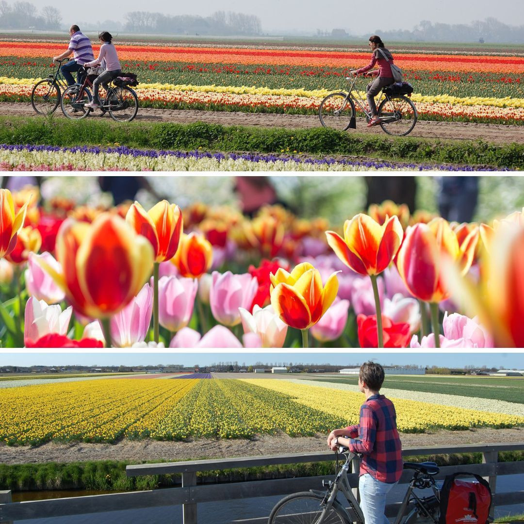 Les Pays-Bas en fleurs