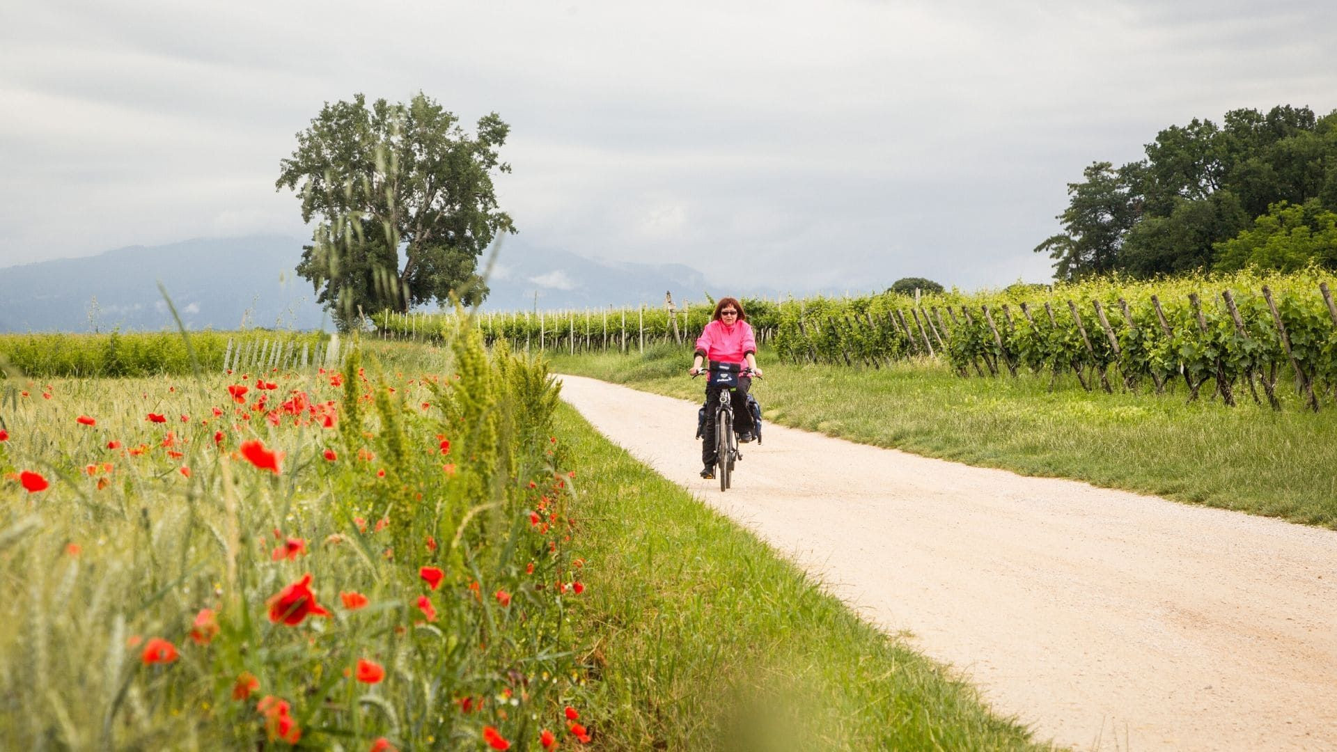 Cycliste sur un chemin entre vignes et coquelicots - Alsace - France