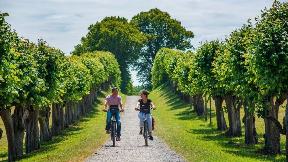 Cyclistes sur une allée bordée d'arbres - Mecklembourg - Allemagne