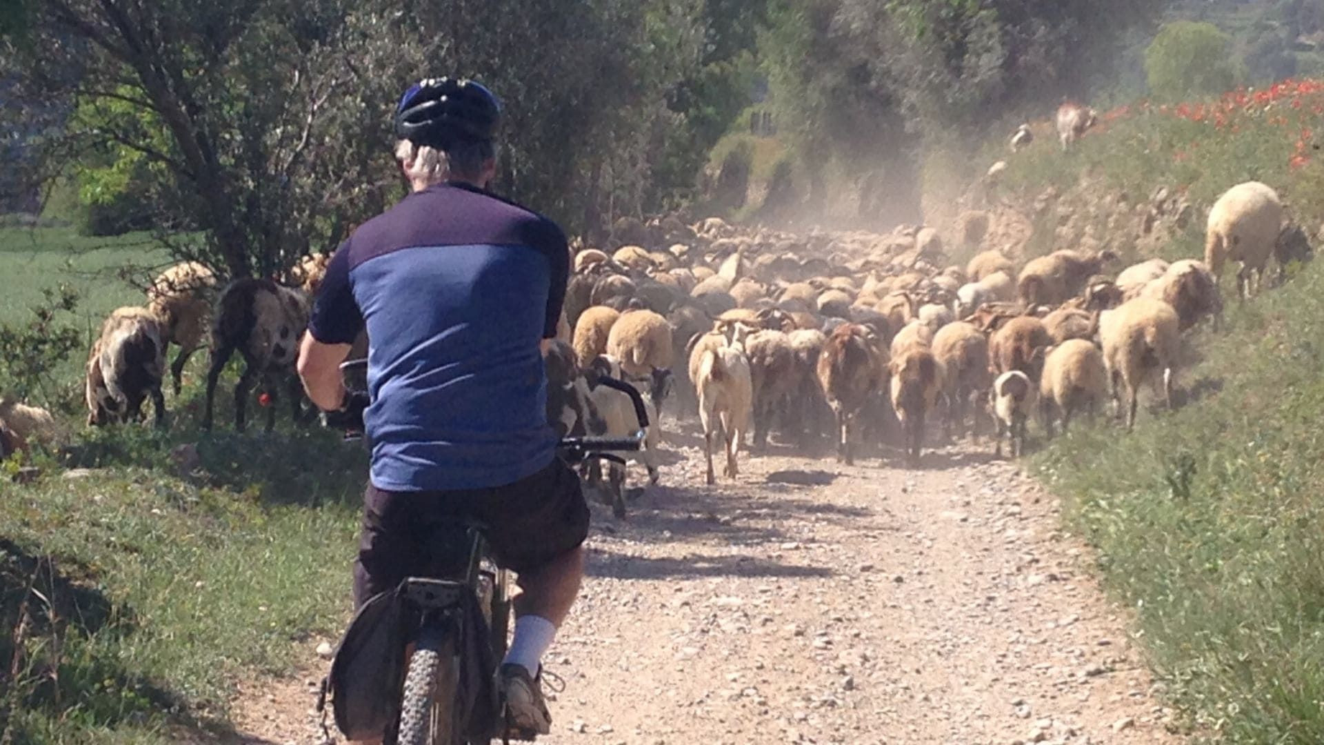 Cycliste croisant un troupeau de moutons - entre Vic et Barcelone - Espagne