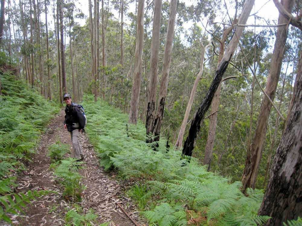 Dans la forêt d'eucalyptus