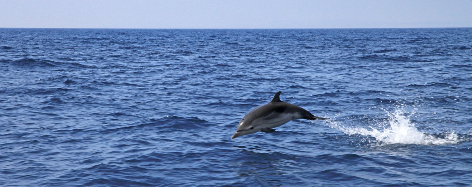 Dauphin bondissant en mer Méditerranée - Hyères - France