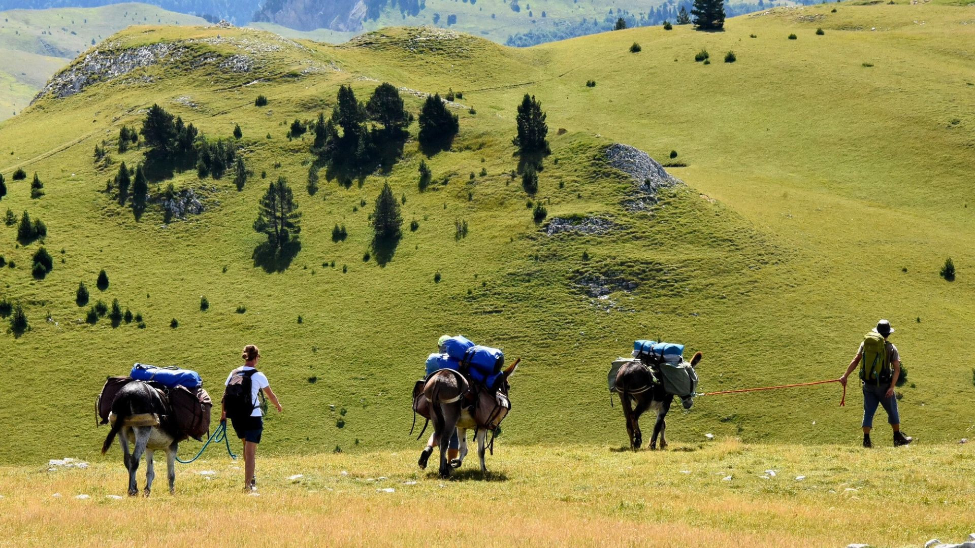 Randonnée avec ânes bâtés sur les alpages du Vercors - France