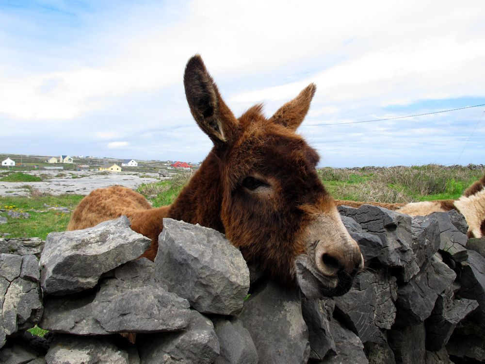 Âne sur Inishmore, la principale des îles d'Aran en Irlande © François Ribard