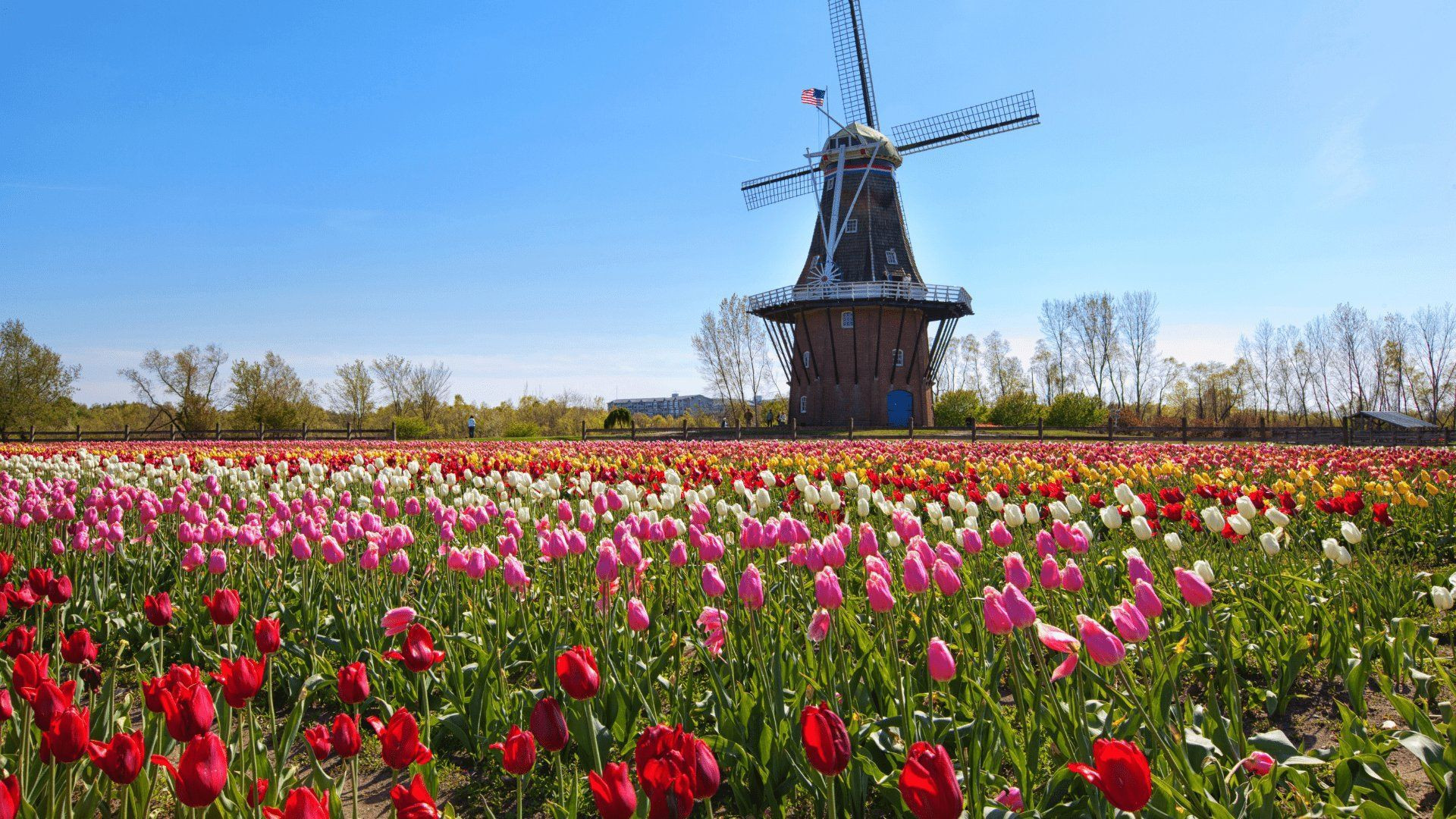 Moulin à vent et champ de tulipes en fleurs - Pays-Bas
