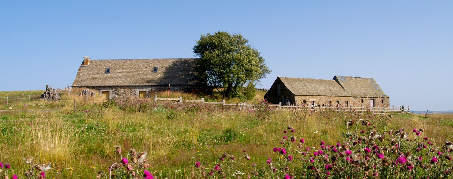 Fermes en pierre dans un pré fleuri - Aubrac - Massif central - France