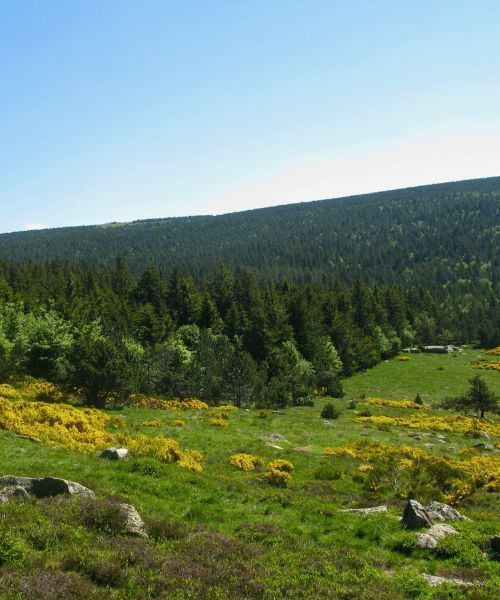 Champs sur le chemin de Stevenson - France