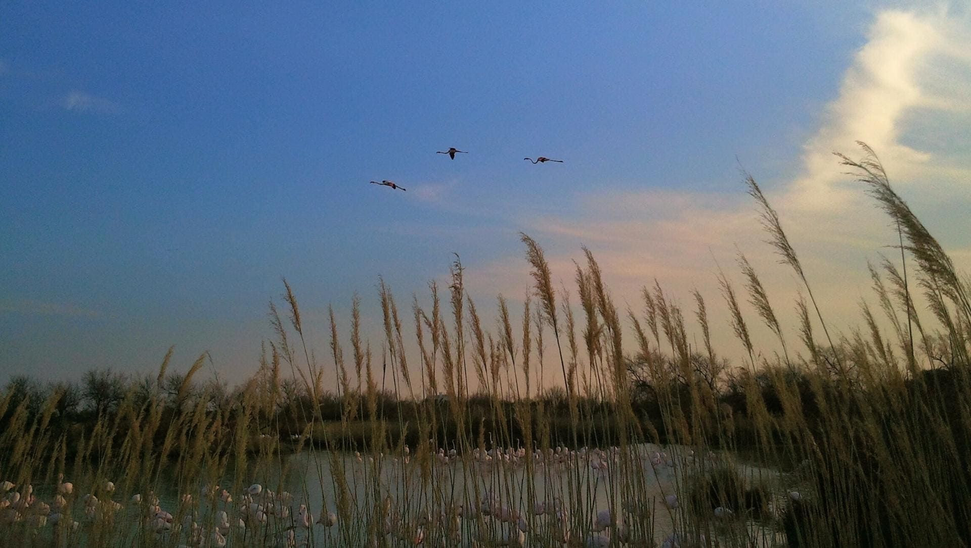 © Francis Bonté Flamants roses volant au-dessus d'un étang - Camargue - France