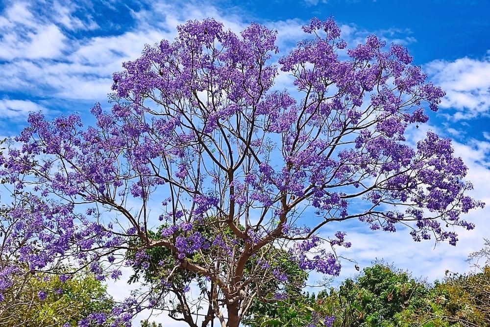 © Yvonne Toussaint Floraison des jacaranda © Yvonne Toussaint