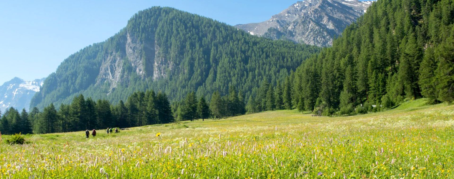 Randonnée dans une prairie fleurie - Queyras - Hautes-Alpes - France