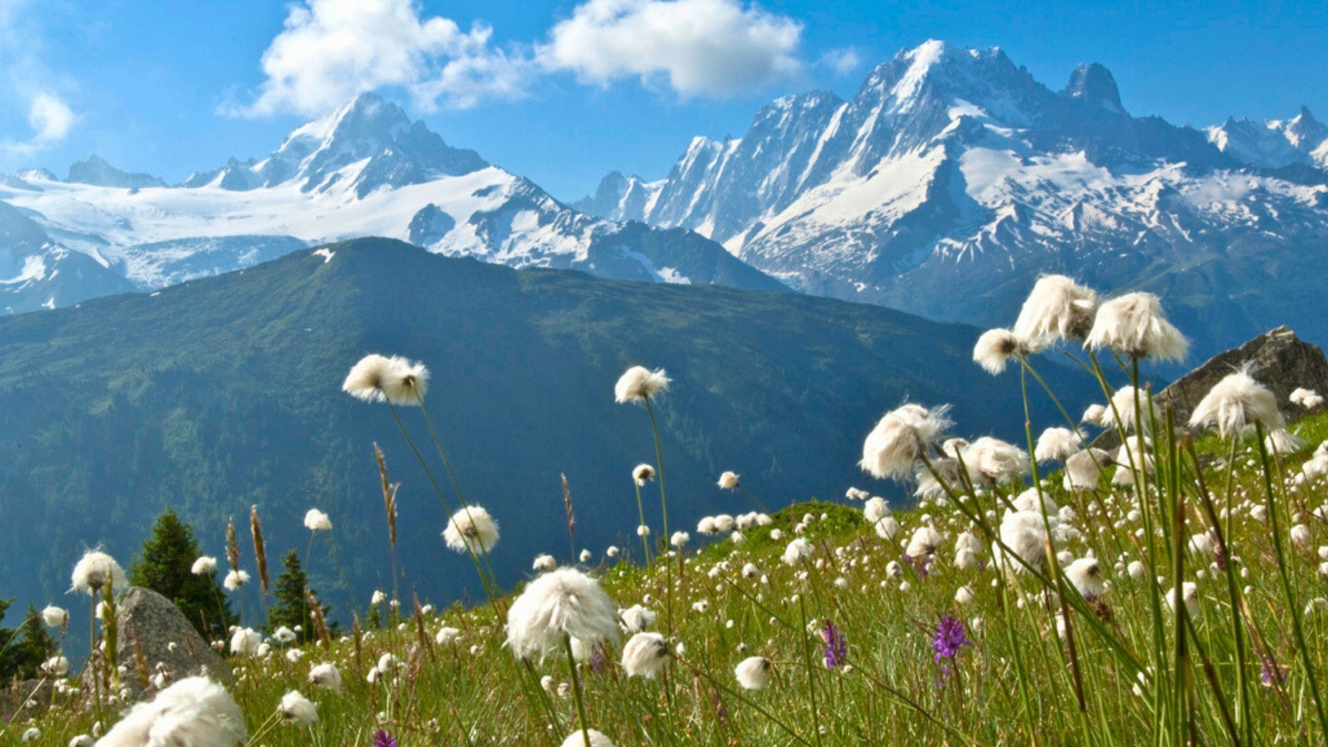 fragp1017-tmb-guided-7-days-flowers