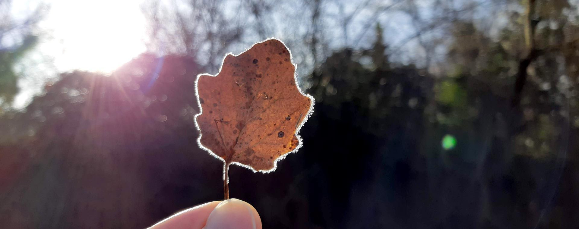 Feuille givrée à contre-jour en hiver - Luberon - Provence - France