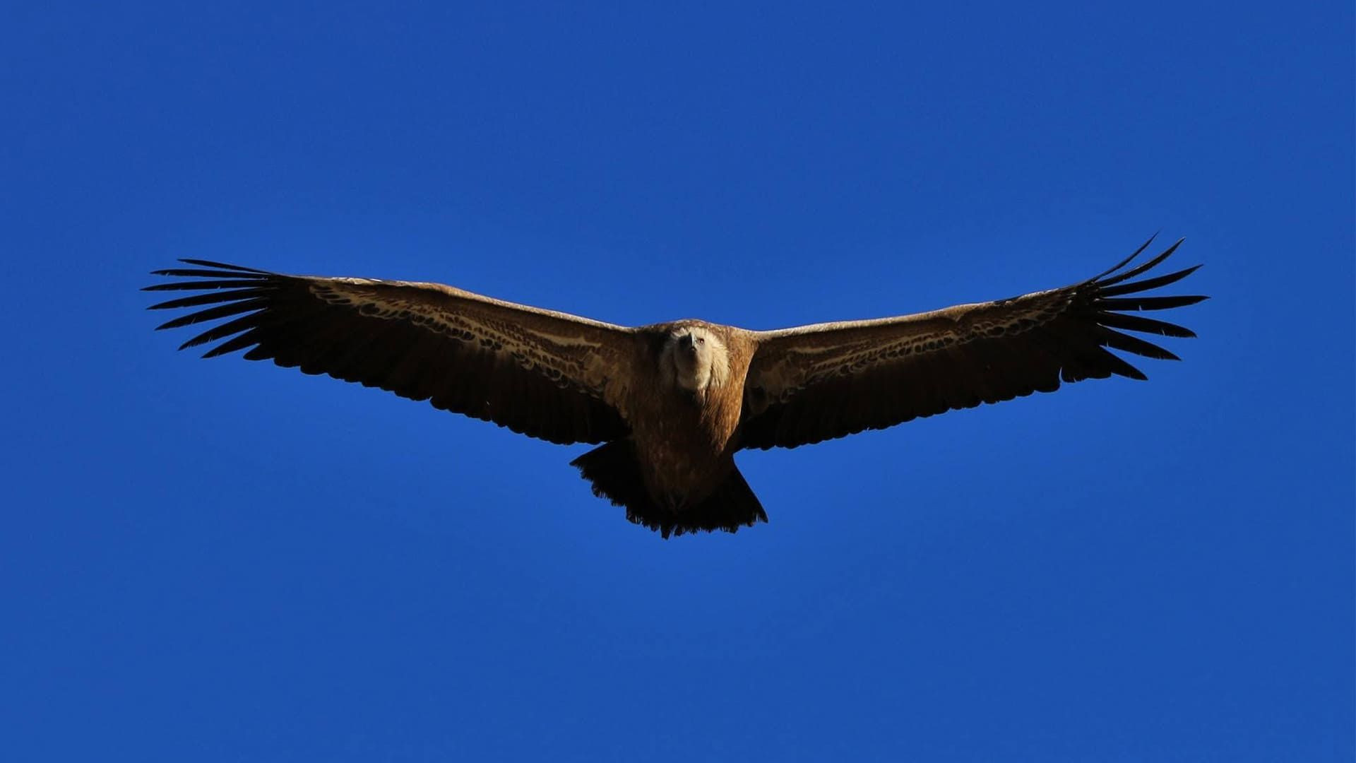 © Damien Desbenoit Vautour fauve en vol dans le ciel bleu - Alpes - France
