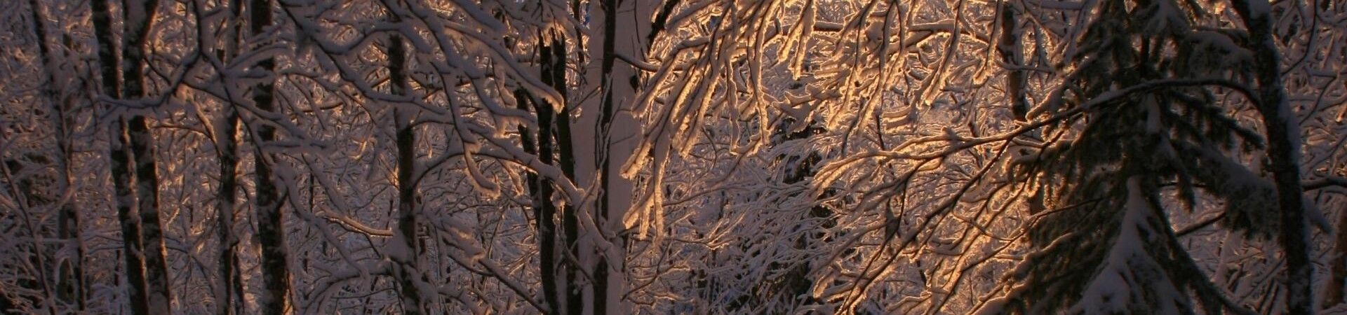 Lumière dorée du soir sur branches enneigées - Forêt, Laponie