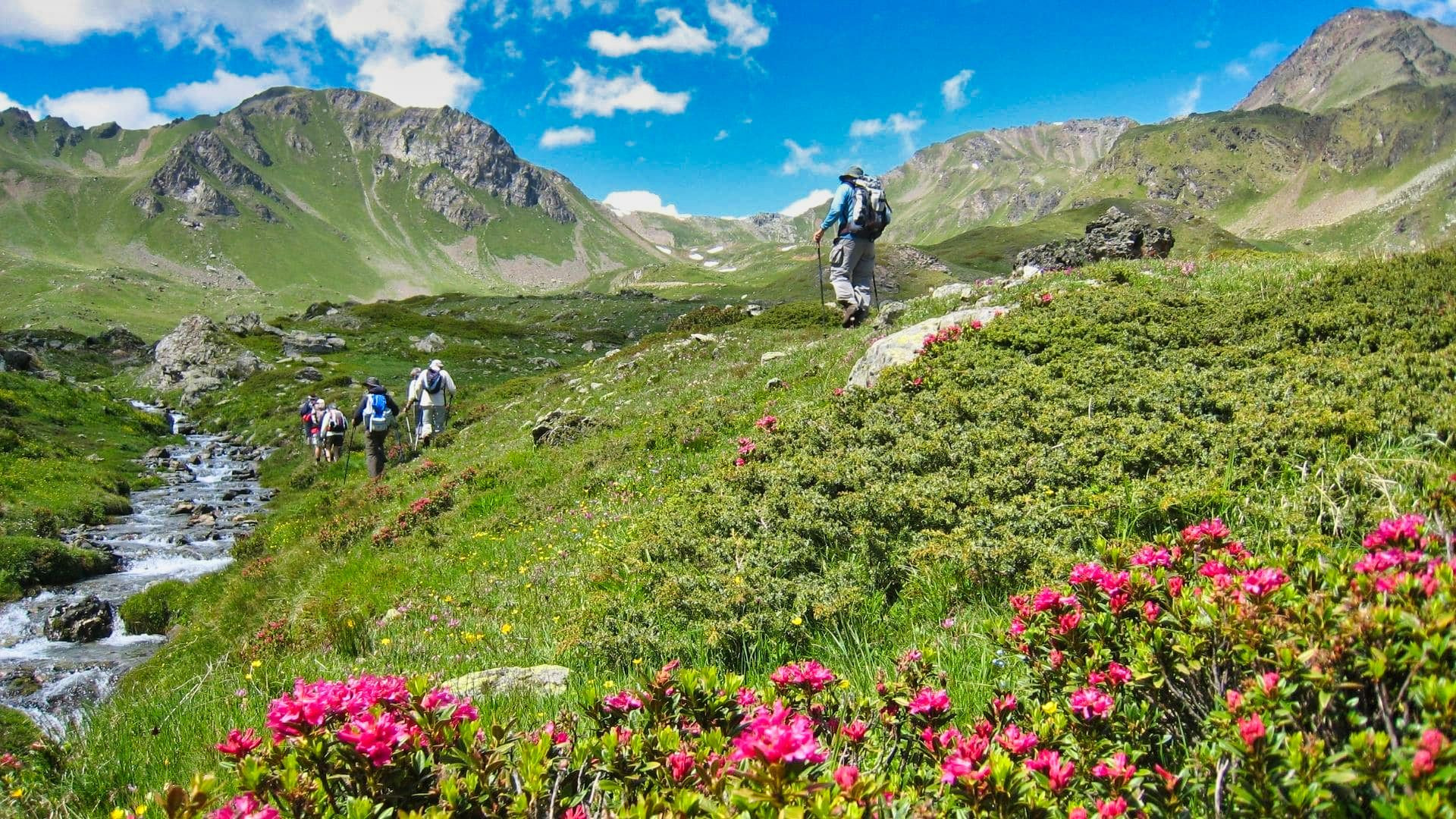 © François Ribard Grand Paradis En Fleurs C Francois Ribard - Italie