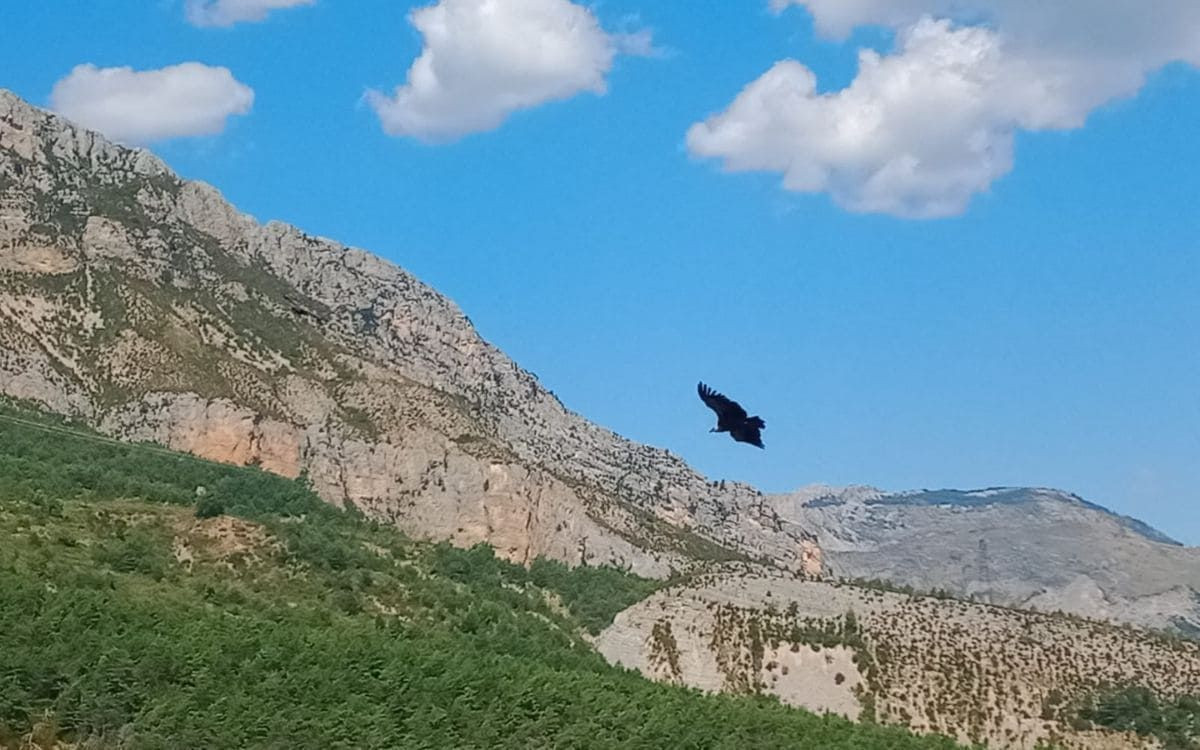 © Sylvie Poulain Vautour fauve - Gorges du Verdon