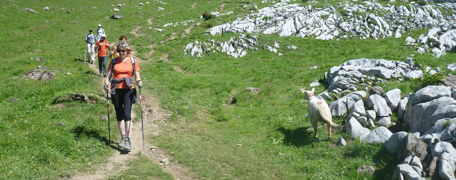 Randonnée guidée près d'un mouton dans les Aravis - Haute-Savoie - France