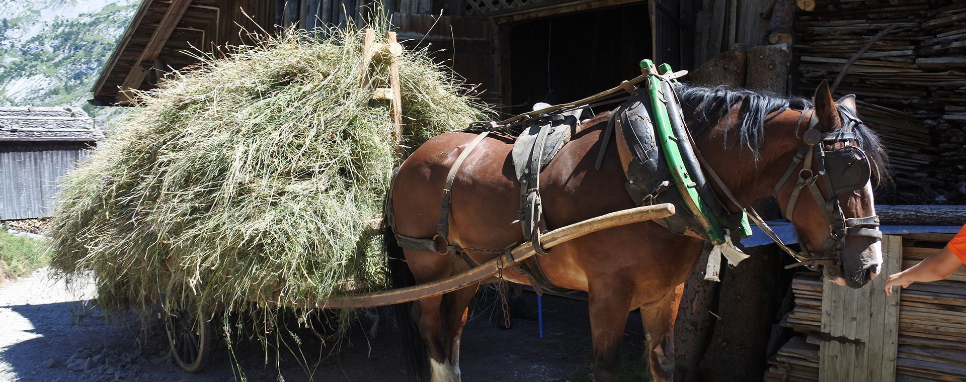 Cheval de trait et char de foin en alpage - Aravis - Haute-Savoie - France