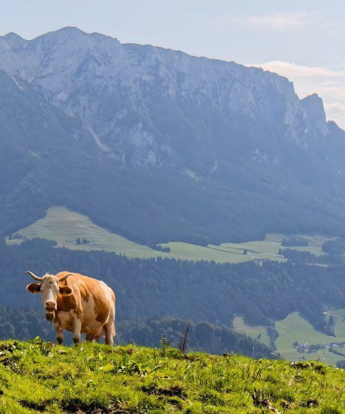Alpages de la Haraualm - Tyrol - Autriche