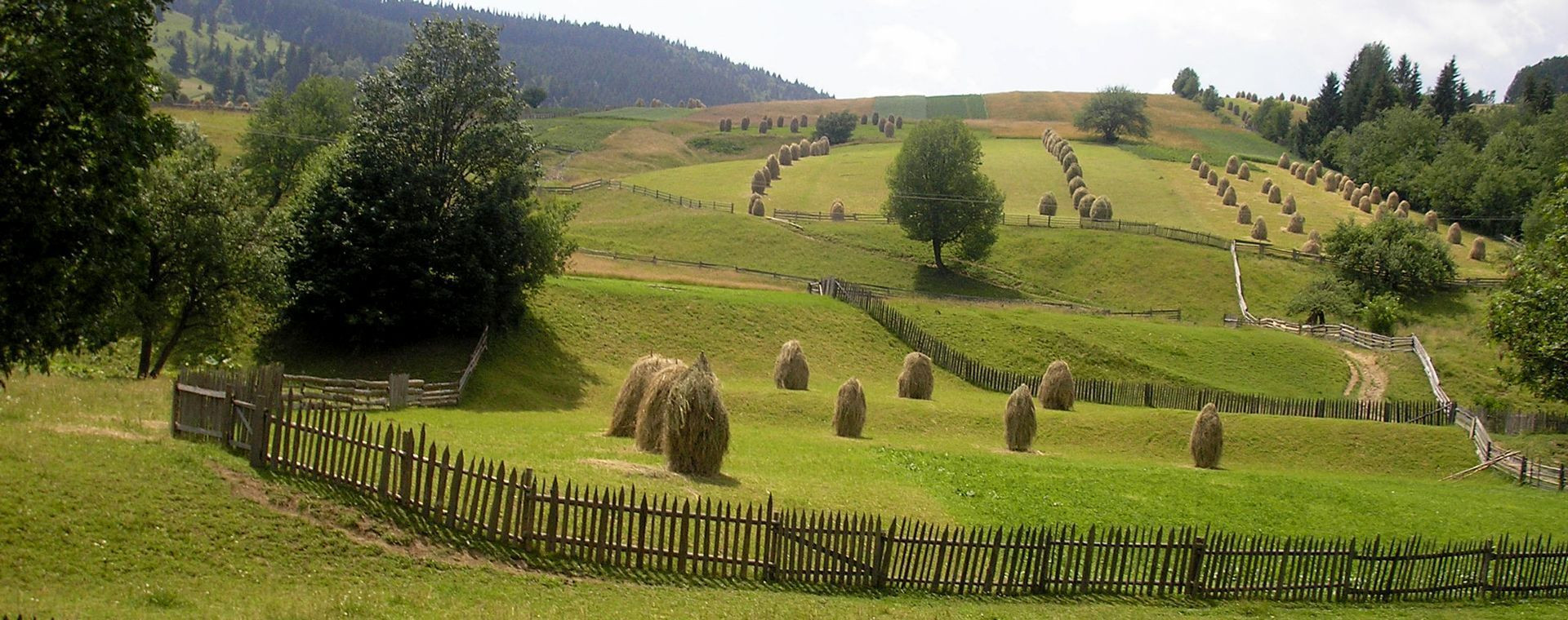 Meules de foin dans la campagne vallonnée - Roumanie