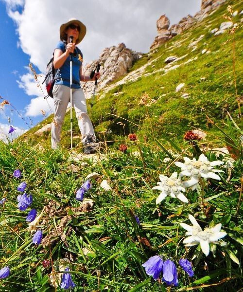 © Thomas Praire Randonneuse et edelweiss sous les sommets - Dolomites - Italie