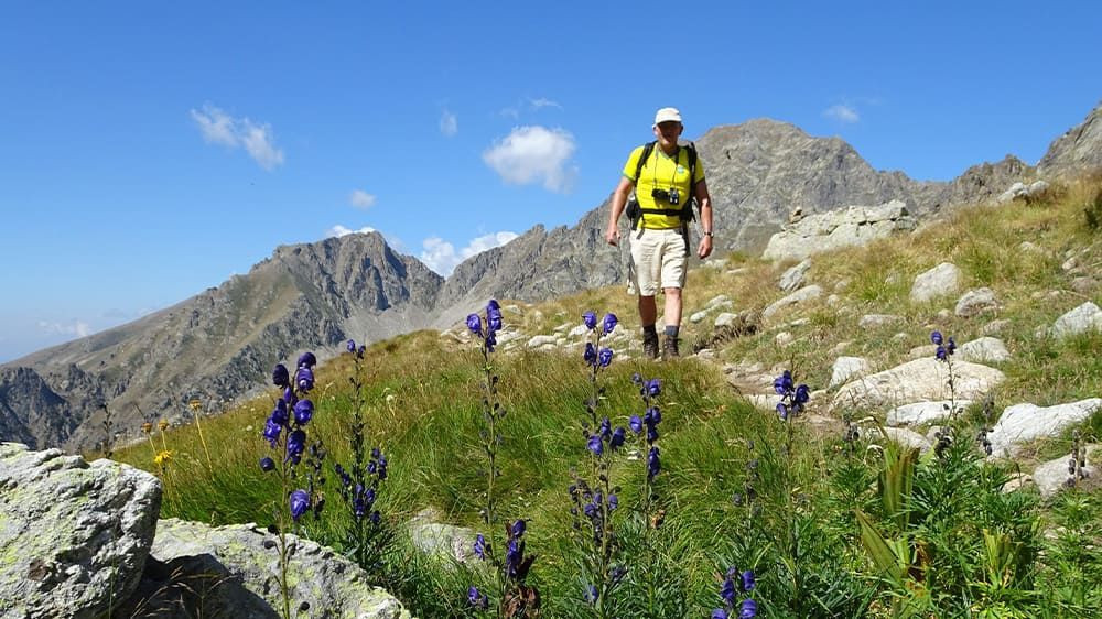 Randonneur parmi les aconits en fleurs - Mercantour - Alpes - France